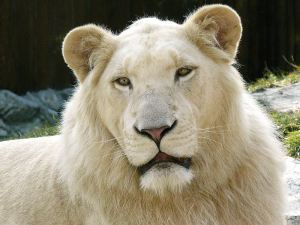 White_Lion