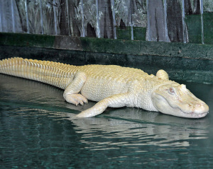 alligator-albinos2