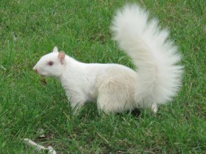 ecureuil-albinos03